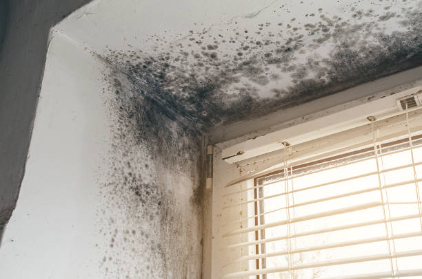 Trusted Attic Mold Removal service in Belmont, MA - Cheap Mold Removal